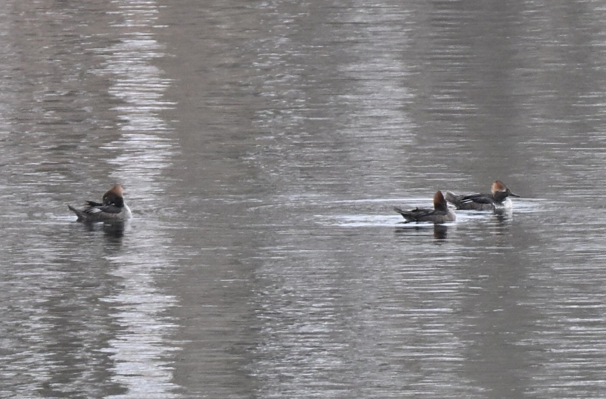 morčák chocholatý - ML646336179