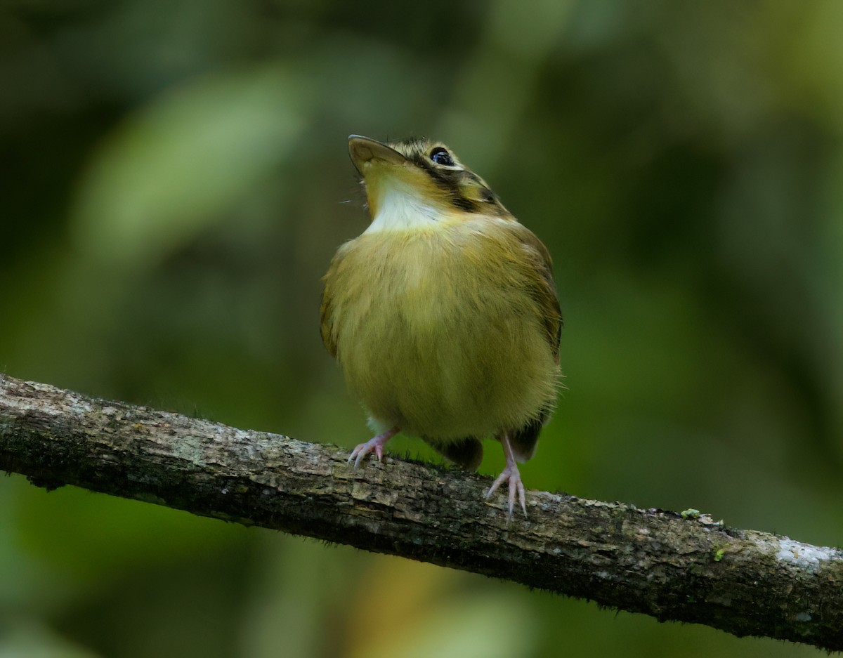 Platyrhynque à moustaches - ML646336180