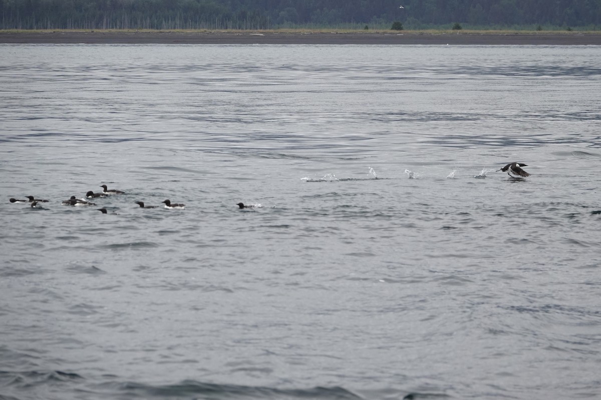 Trottellumme - ML646336184