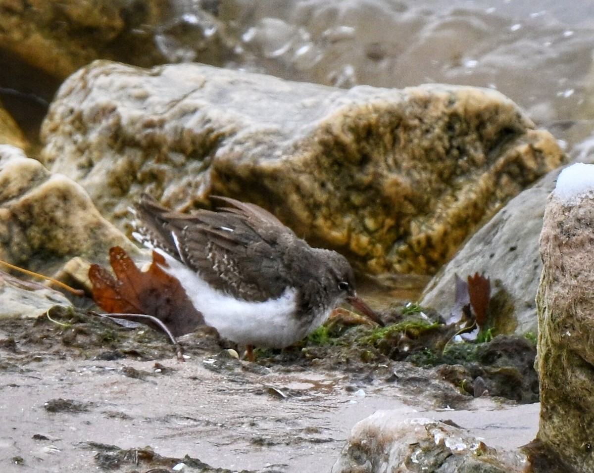 pisík americký - ML646336190