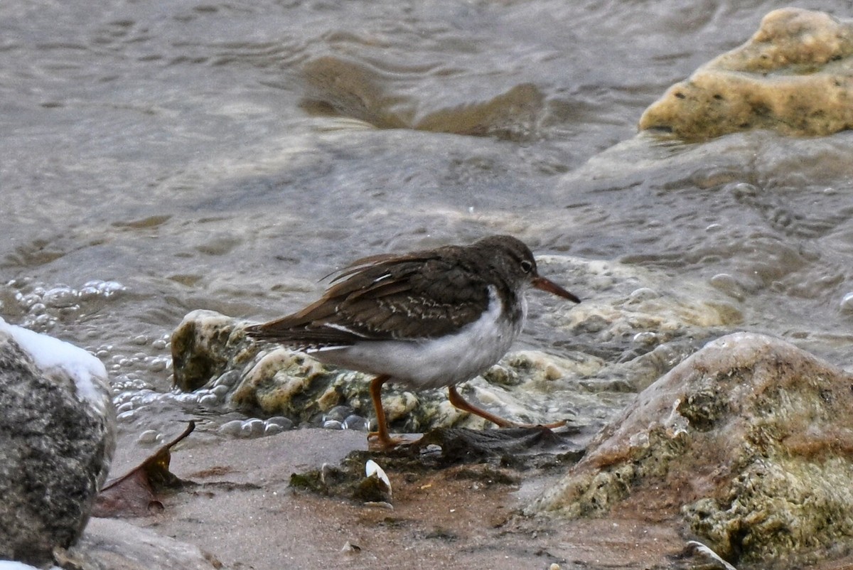 pisík americký - ML646336192