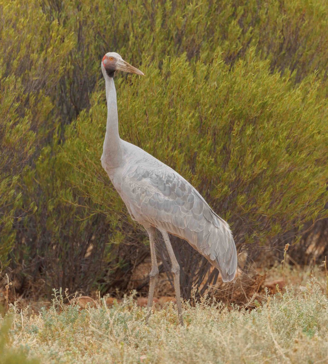 Brolga - ML646336194