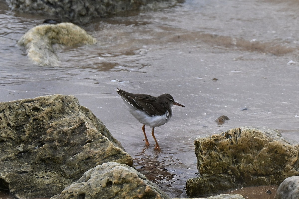 pisík americký - ML646336200