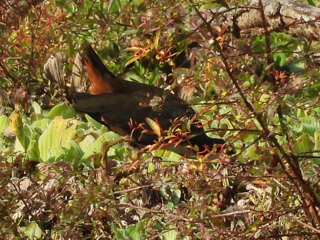 White-breasted Waterhen - ML646336204