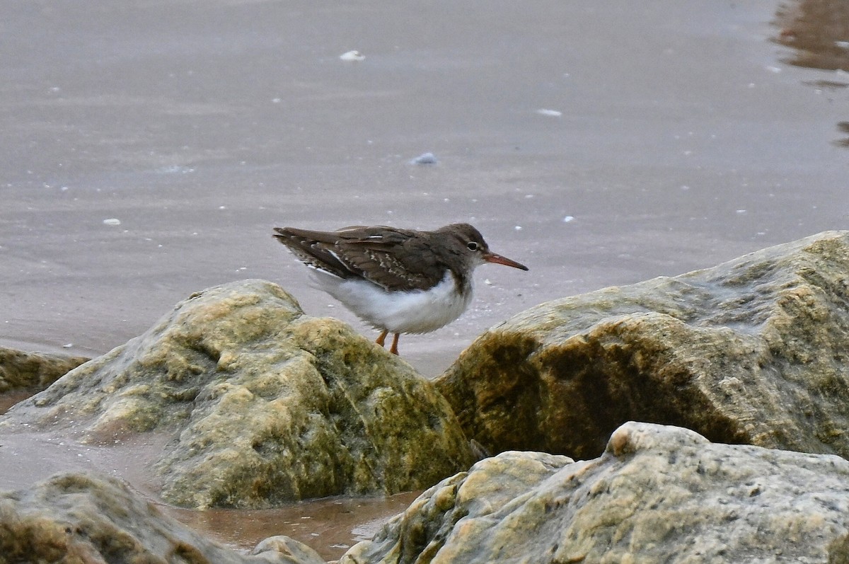 pisík americký - ML646336206