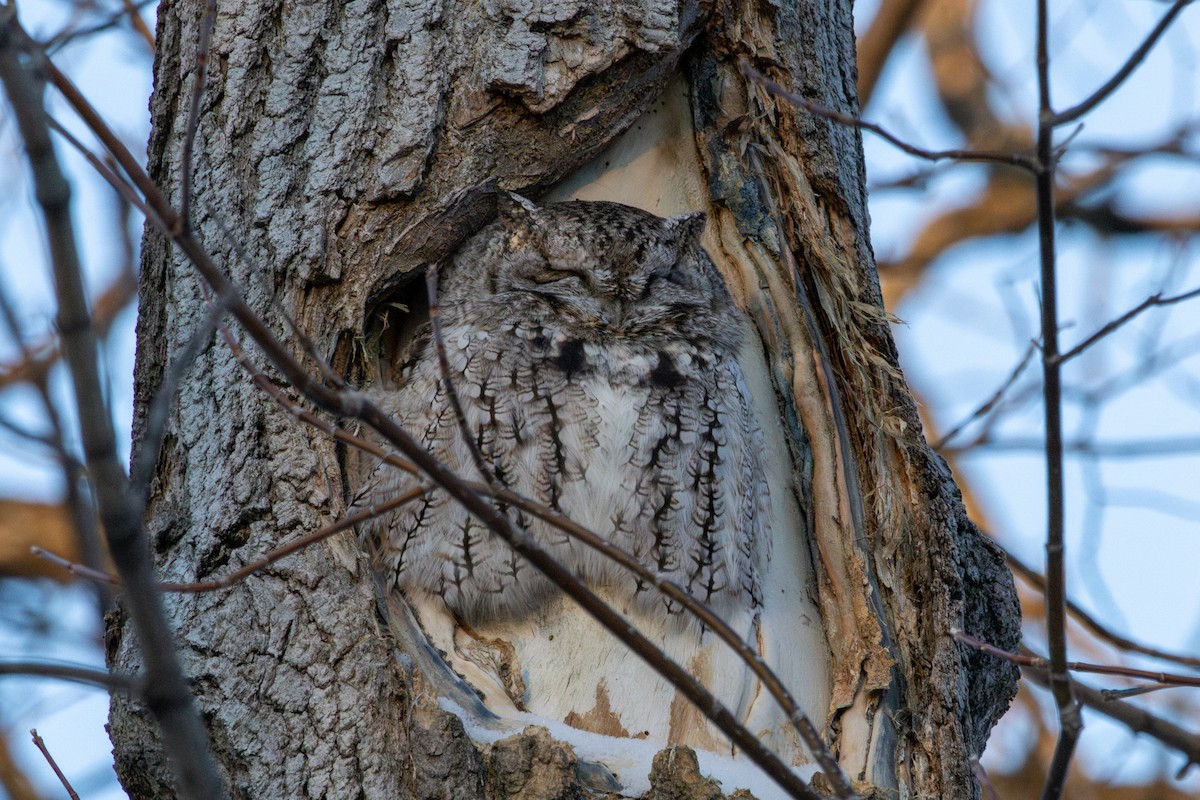 Eastern Screech-Owl - ML646336207