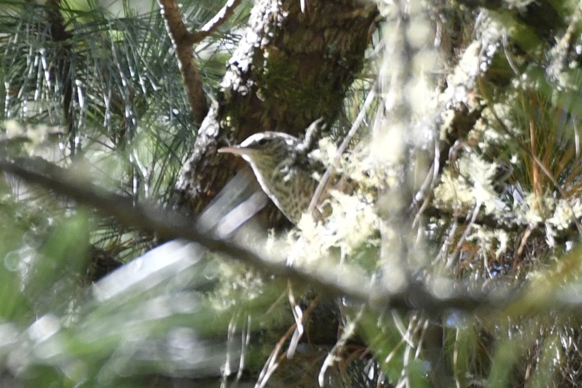 Gray-barred Wren - ML646336209