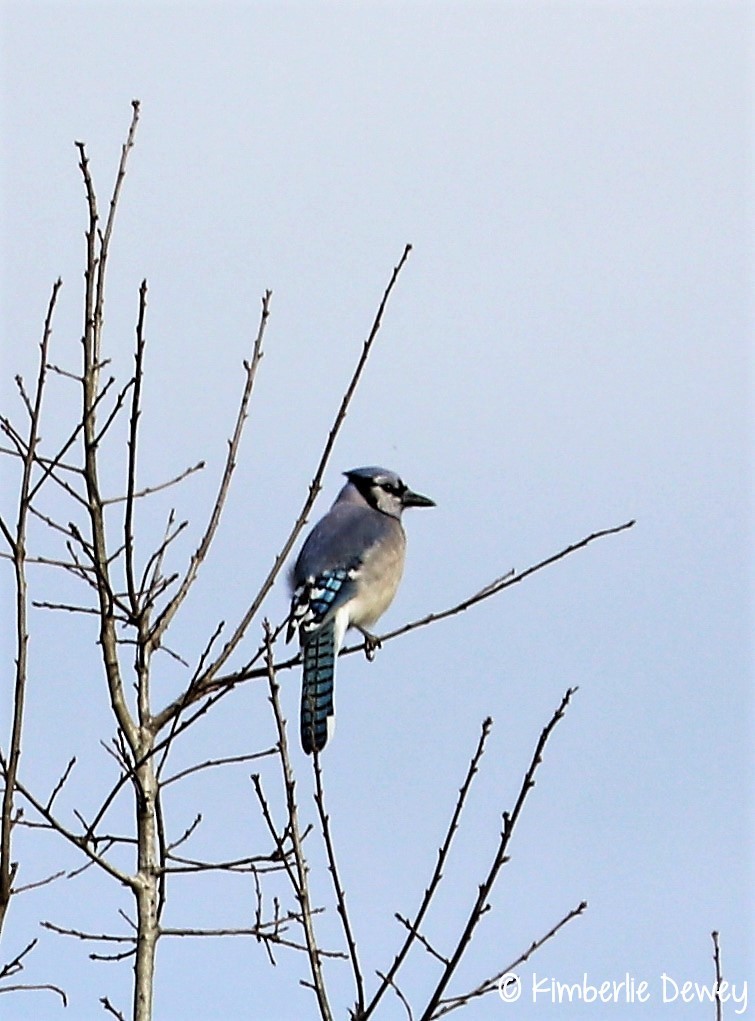 Blue Jay - ML64633621