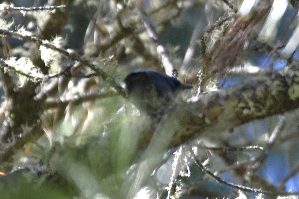 Dwarf Jay - ML646336210