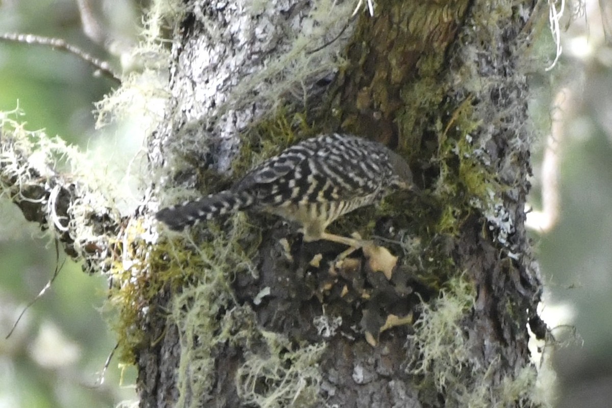 Gray-barred Wren - ML646336211