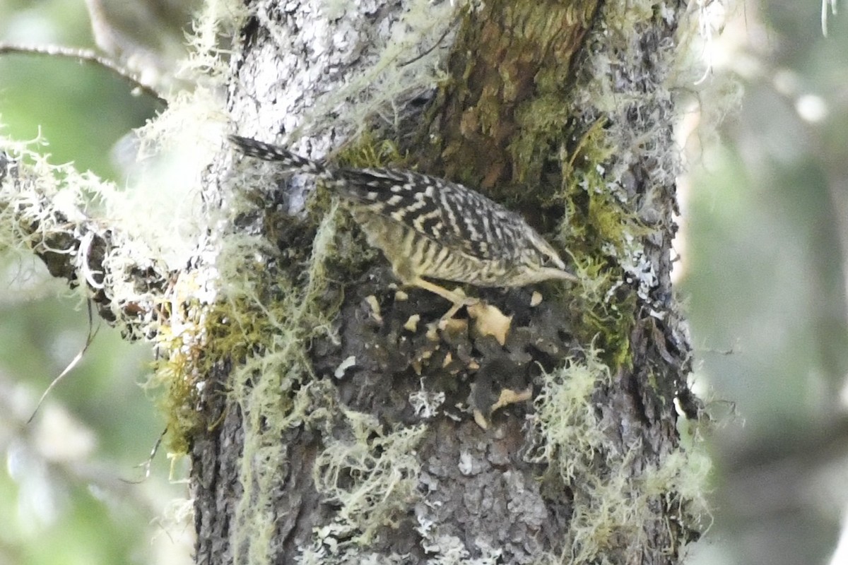 Gray-barred Wren - ML646336212