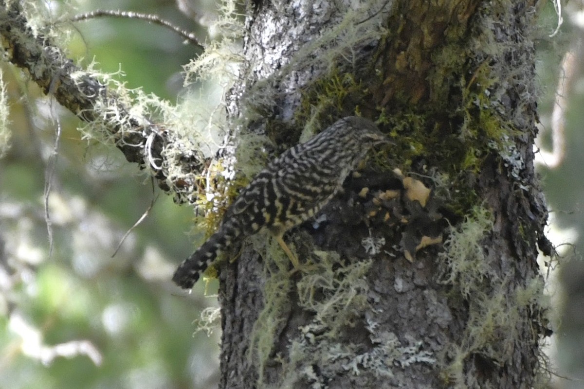 Gray-barred Wren - ML646336213