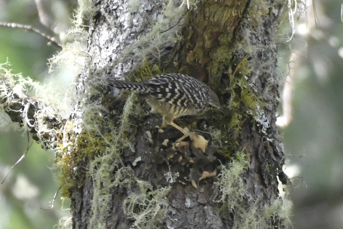 Gray-barred Wren - ML646336214