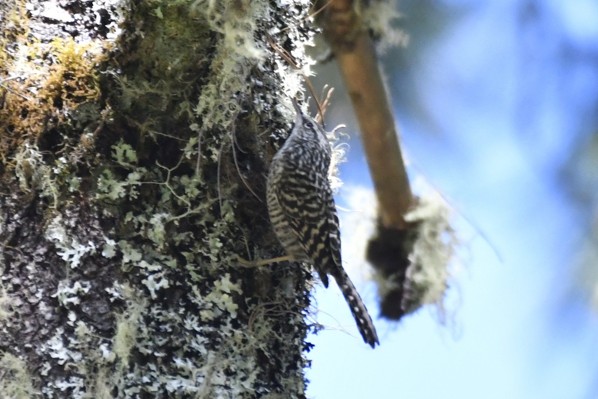 Gray-barred Wren - ML646336215