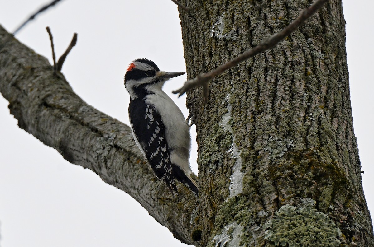 Hairy Woodpecker - ML646336220
