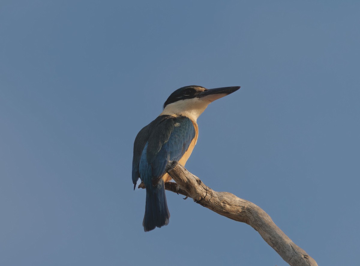 Sacred Kingfisher (Australasian) - ML646336221