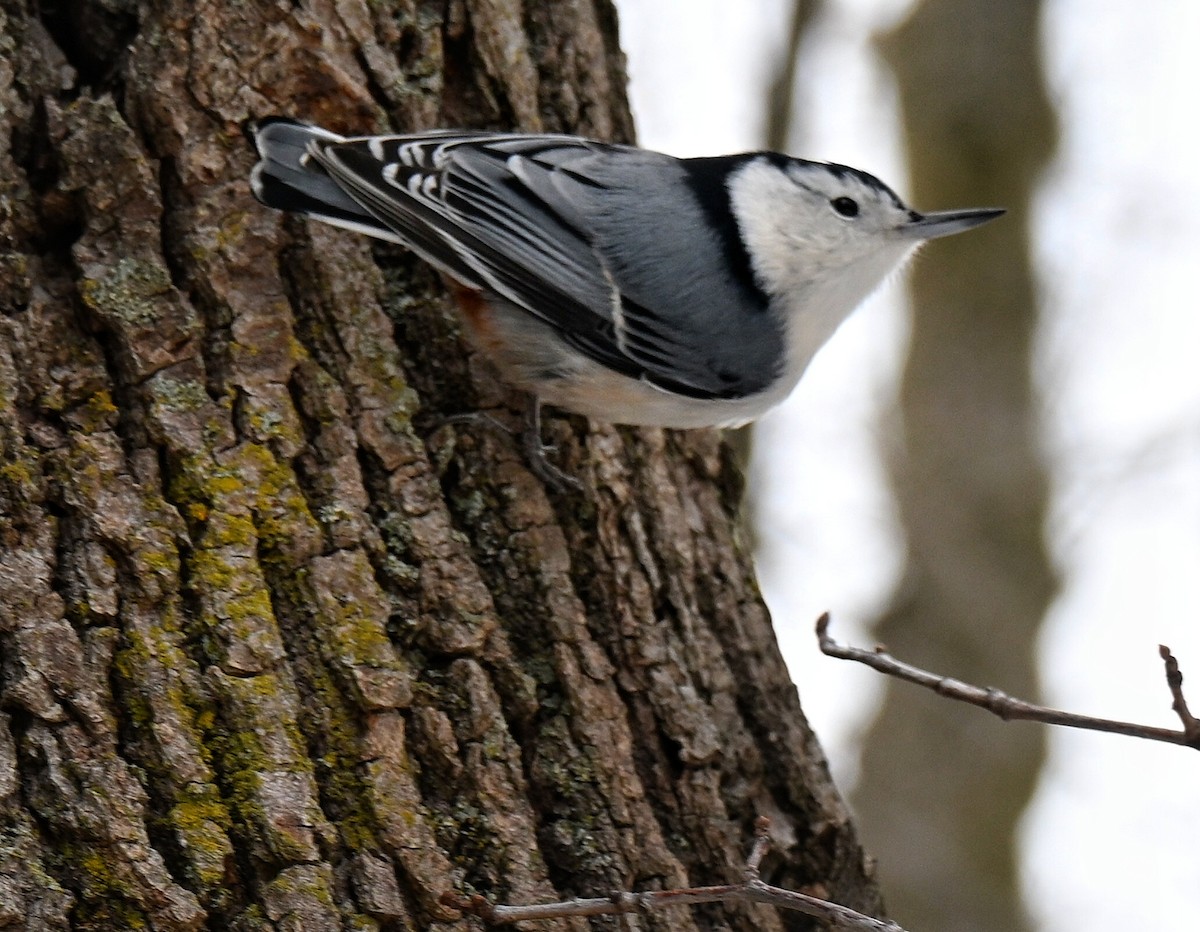 White-breasted Nuthatch - ML646336224
