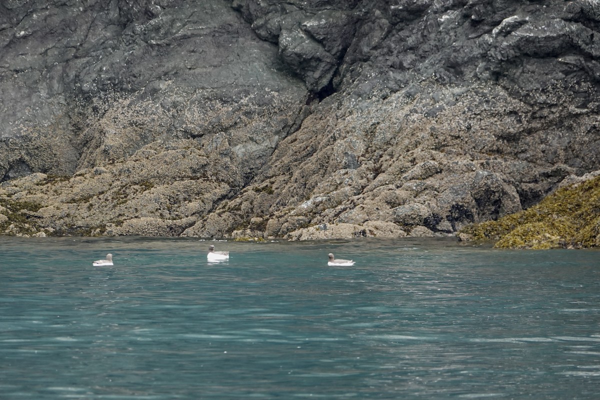 Common Murre - ML646336225