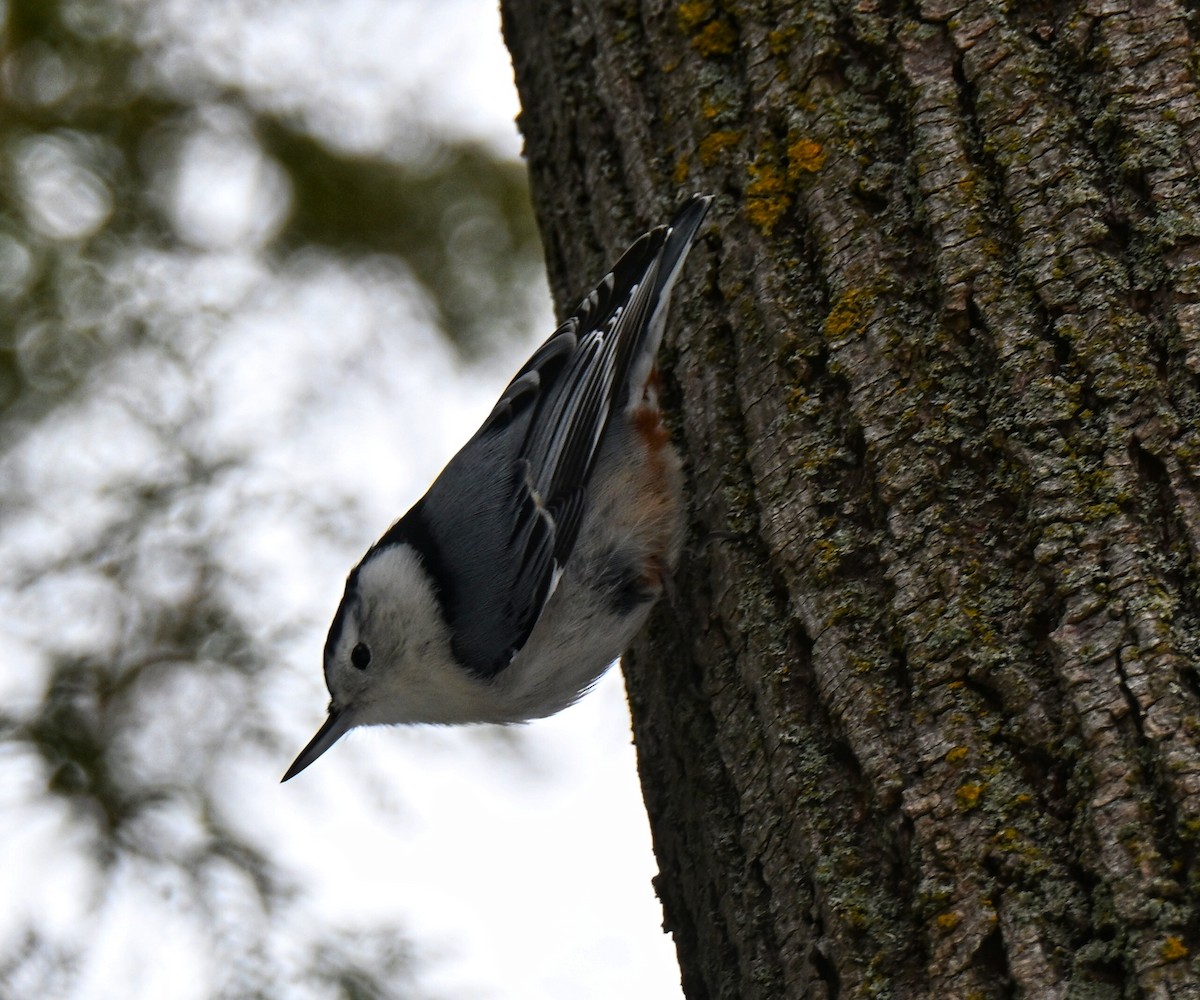 White-breasted Nuthatch - ML646336226