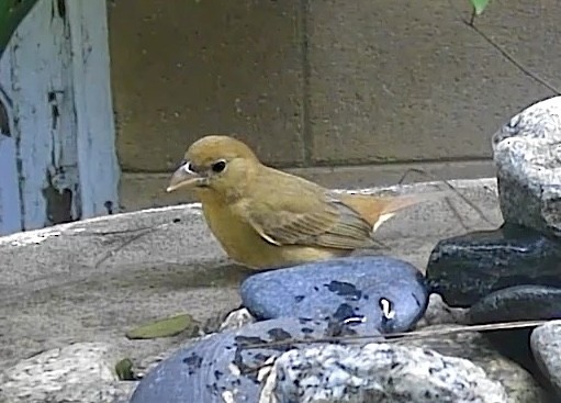 Summer Tanager - ML646336227