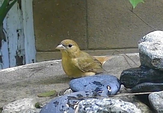 Summer Tanager - ML646336228