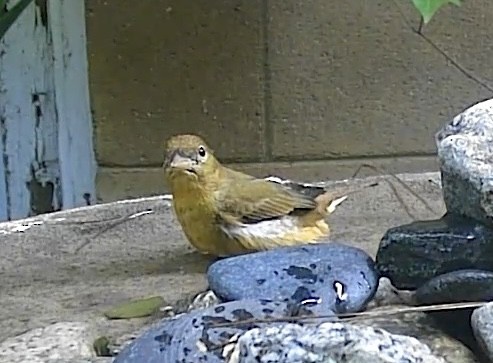 Summer Tanager - ML646336229