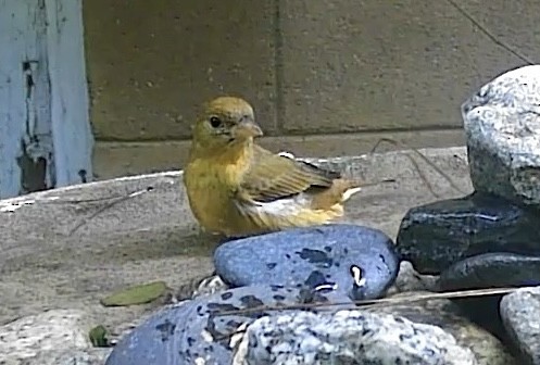 Summer Tanager - ML646336230