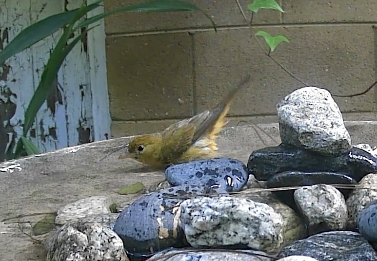 Summer Tanager - ML646336232