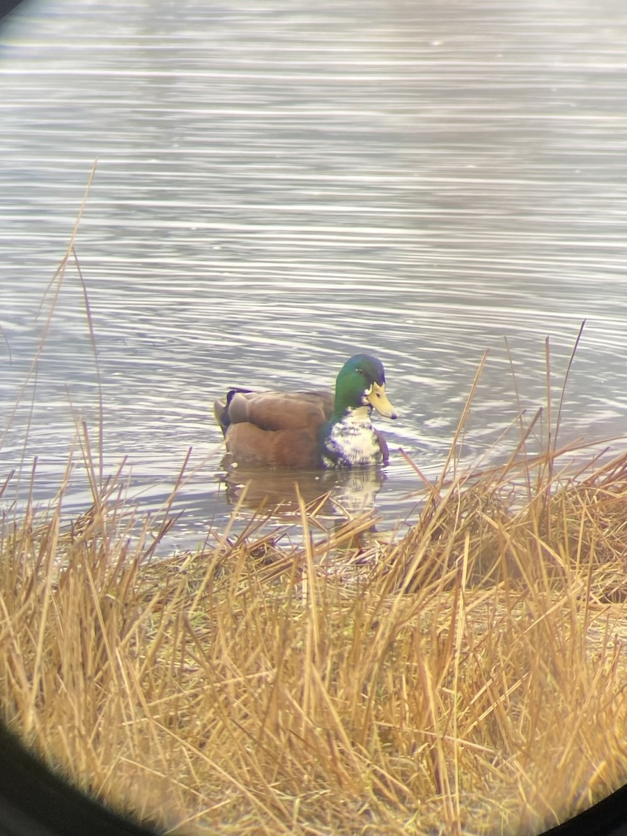 Mallard (Domestic type) - ML646336234