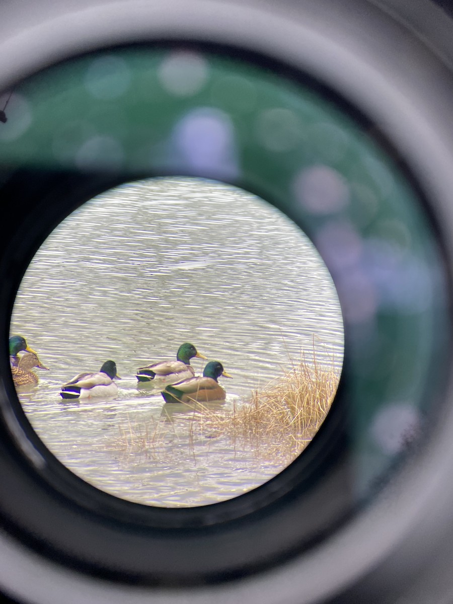 Mallard (Domestic type) - ML646336235