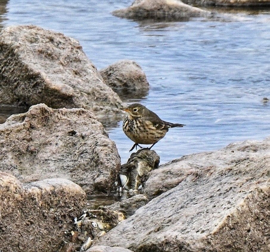 American Pipit - ML646336236