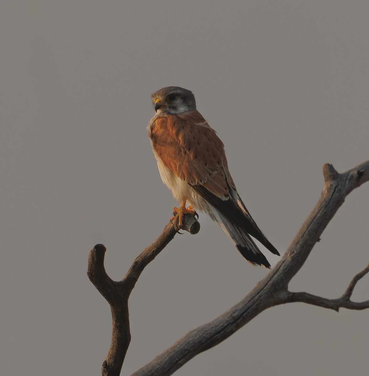 Brown Falcon - ML646336238