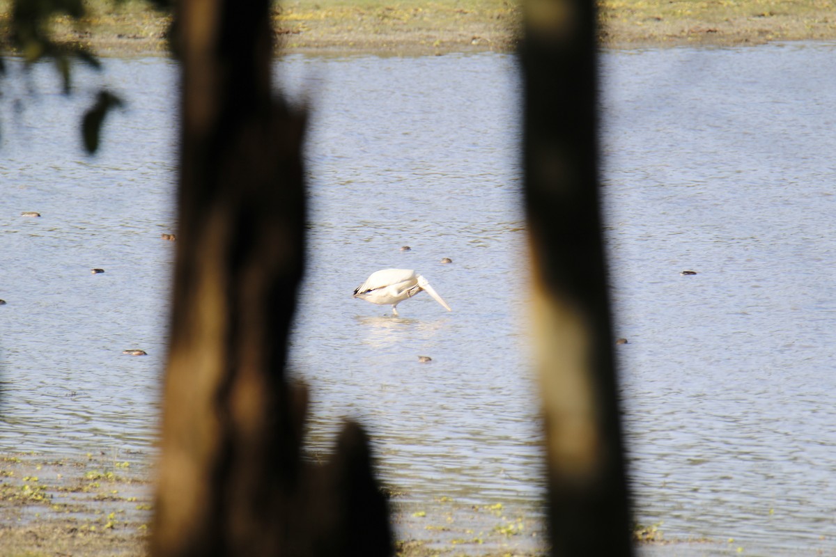 Citrine Wagtail - ML646336249