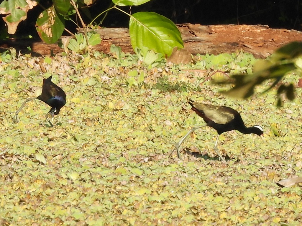 Bronze-winged Jacana - ML646336251