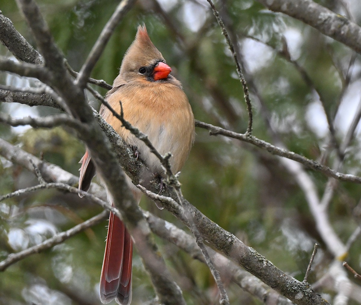 Кардинал червоний - ML646336253