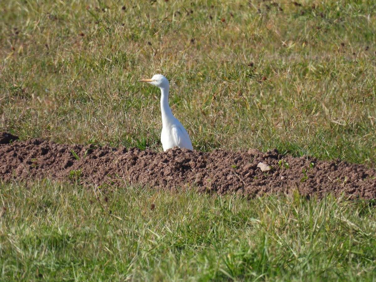 Чапля єгипетська західна - ML646336255