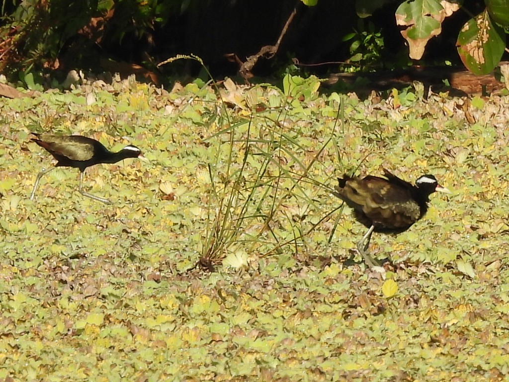 Якана білоброва - ML646336256
