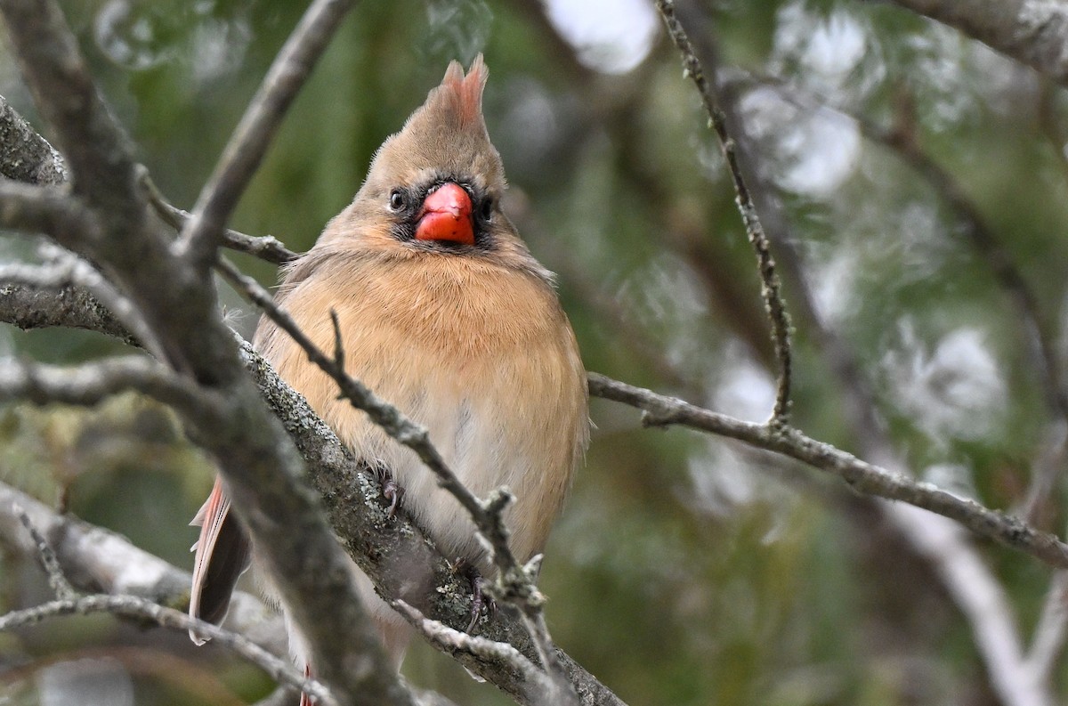 Кардинал червоний - ML646336257