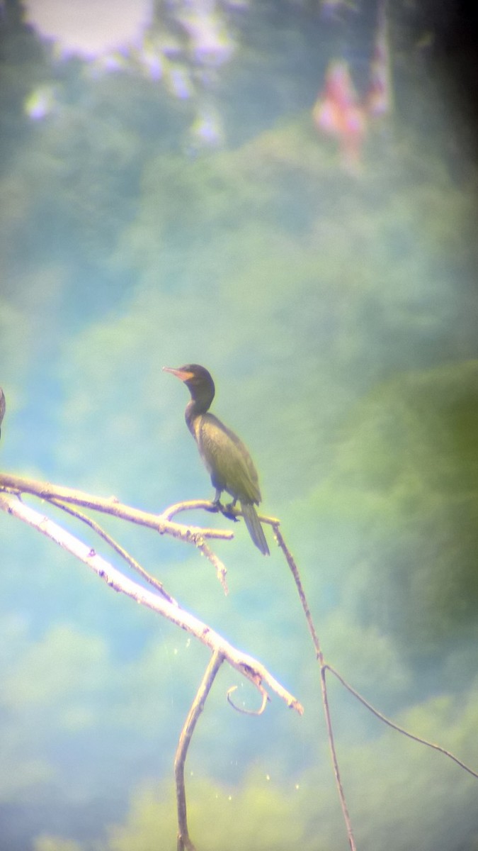 Баклан бразильський - ML646336259