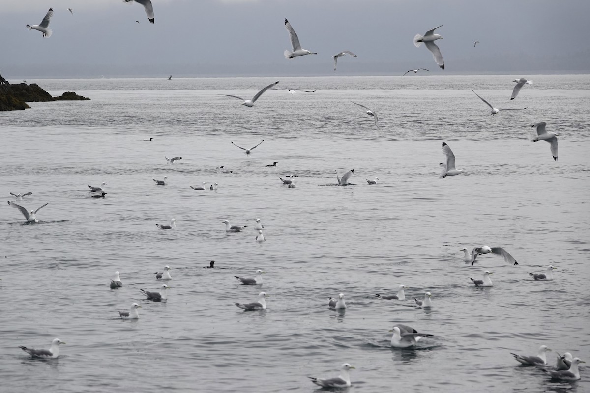 Мартин трипалий - ML646336260