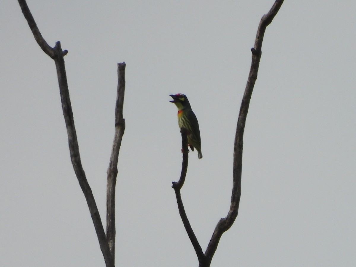 Бородастик червоноголовий - ML646336261