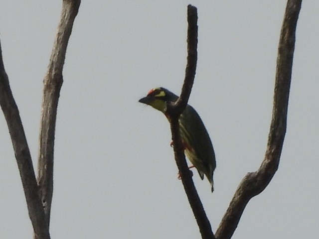 Бородастик червоноголовий - ML646336264