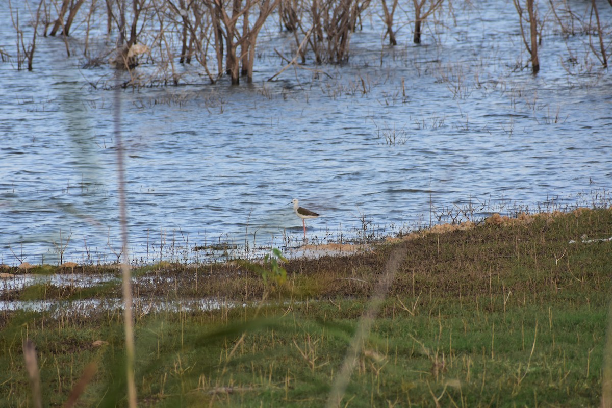 Кулик-довгоніг чорнокрилий - ML646336266