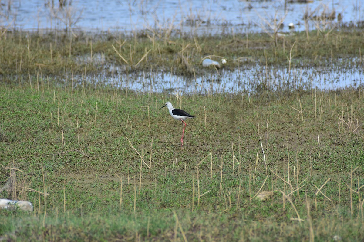 Кулик-довгоніг чорнокрилий - ML646336267