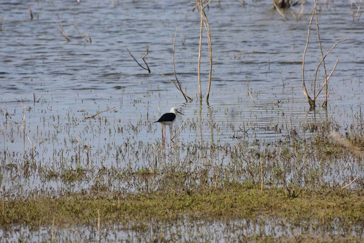 Кулик-довгоніг чорнокрилий - ML646336269