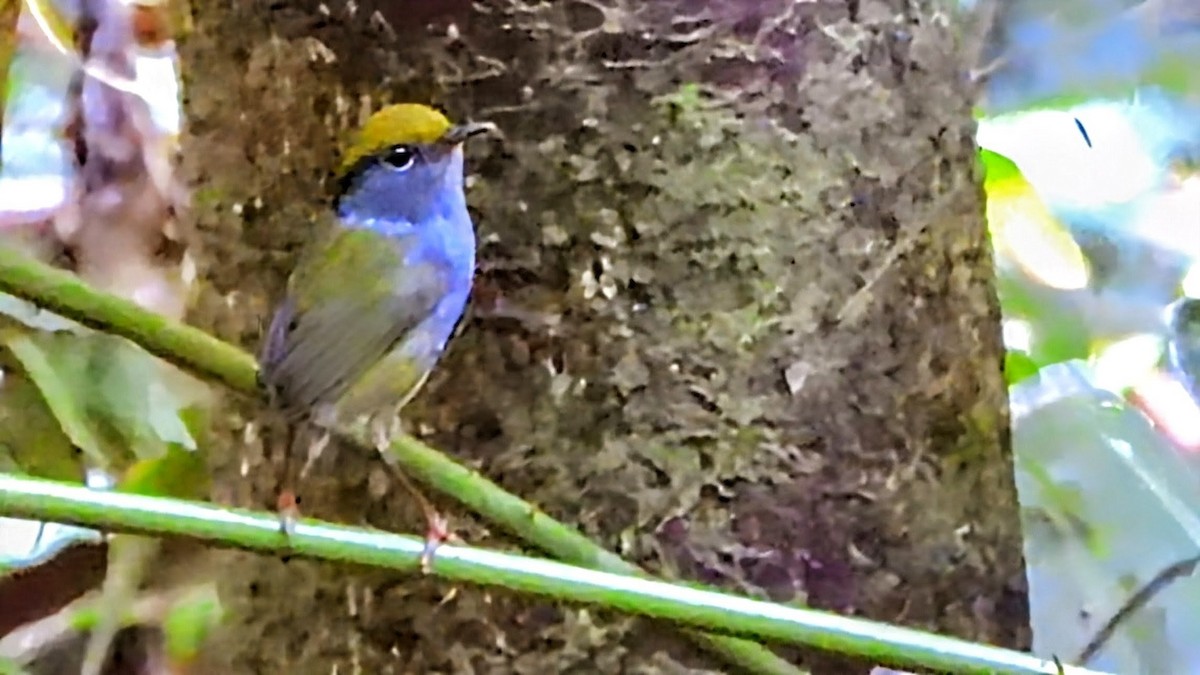 Тезія золотоголова - ML646336271