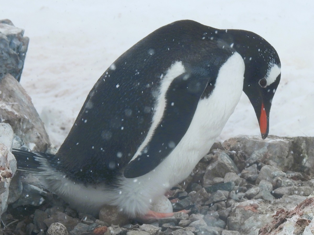 Пінгвін-шкіпер - ML646336273