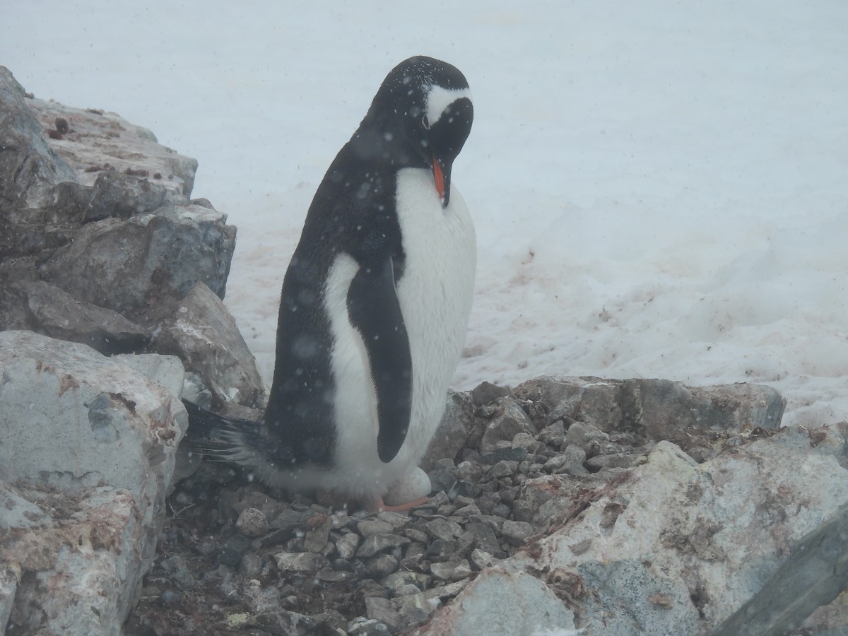Пінгвін-шкіпер - ML646336274