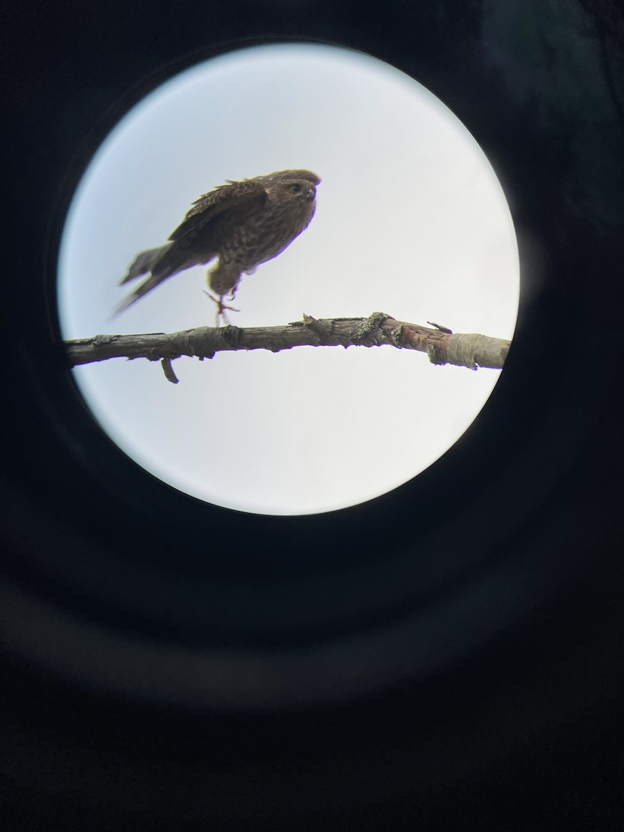 Яструб неоарктичний - ML646336276