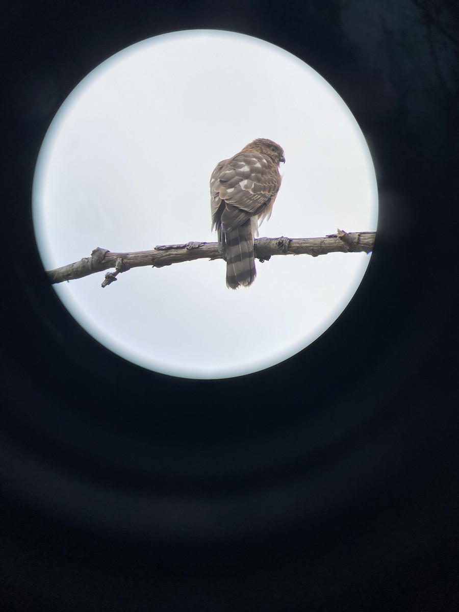 Яструб неоарктичний - ML646336277